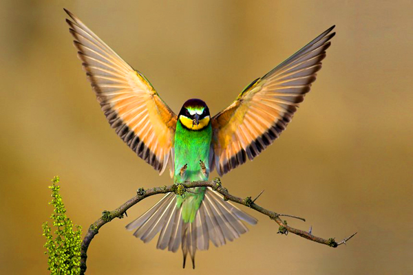 Beautiful Birds Wallpapers posted under Nature Wallpapers