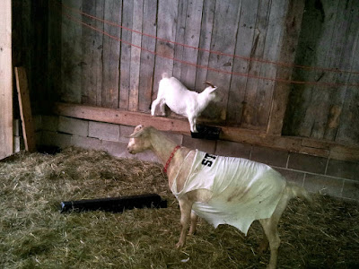 Tan goat wearing a t-shirt with the "Staff" printed on it, and another, smaller white goat nearby