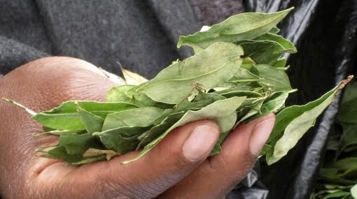 Coca en Bolivia