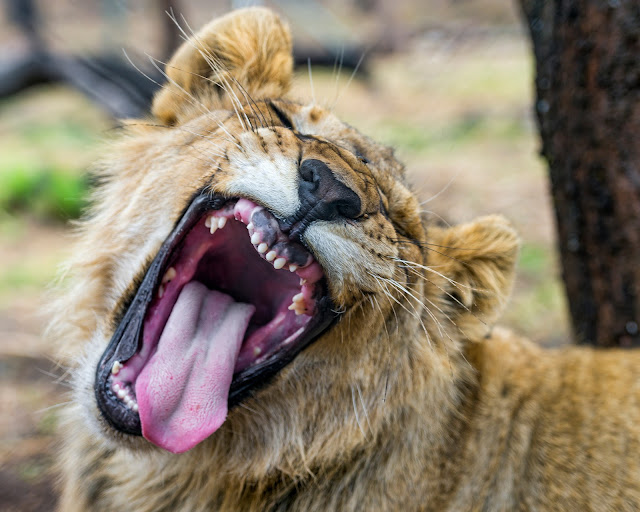 ¿Por qué bostezan los animales?