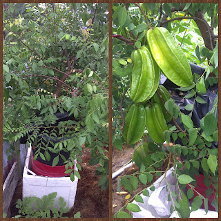 Hidroponik belimbing