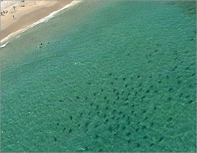 Shark diving with Great White Sharks on the southernmost tip of Africa.