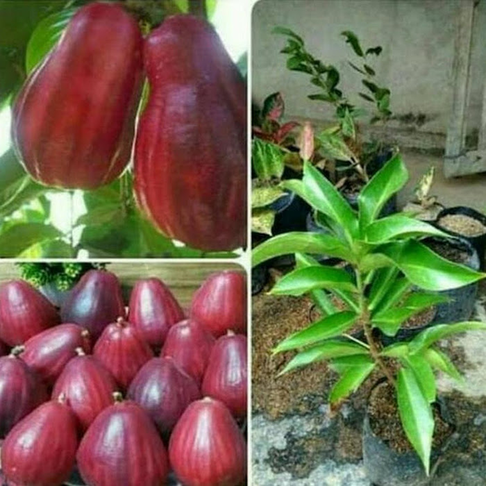 Bibit Jambu Jamaika