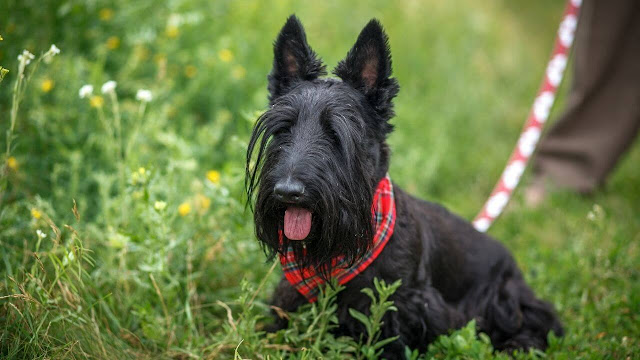 Scottish Terrier