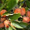 Persimmon Tree Fruit Drop - Persimmon Tree Fuyu Variety Grafted / Apricot fruit falling off your tree happens because most trees produce significantly more flowers than they need.
