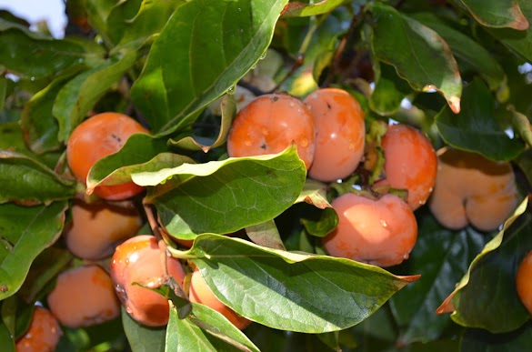 Persimmon Tree Fruit Drop - Persimmon Tree Fuyu Variety Grafted / Apricot fruit falling off your tree happens because most trees produce significantly more flowers than they need.