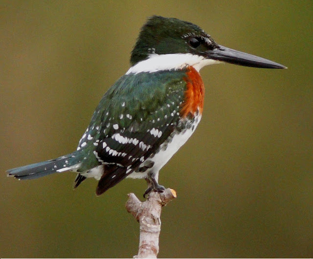 Bellas, hermosas, preciosas, lindas aves de El Salvador