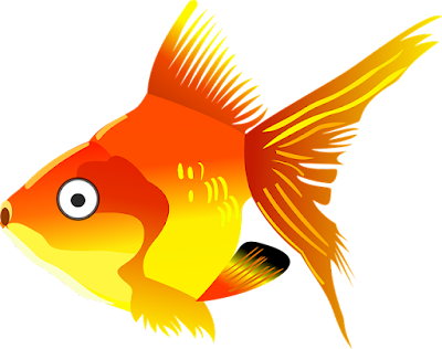 Goldfish: Origin, Morphology, Characteristics, Distribution, Variations, Classification, and Farming