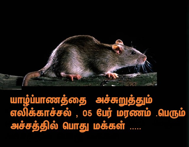 யாழ் மாவட்டத்தில் இனங்காணப்படாத காய்ச்சல் பரவி வருவதாக தொற்று நோயியல் பிரிவி தெரிவித்துள்ளது.
