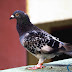 Pigeon Birdspotting: A Close Encounter of the Bird Kind