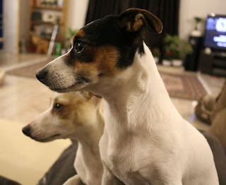 Sitting attentively as A gets their rice pudding ready