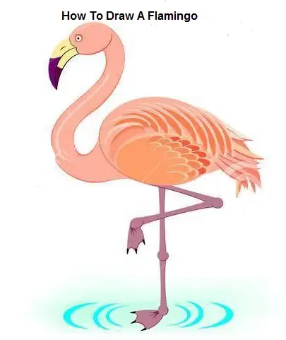how to draw a flamingo? كيف نرسم؟