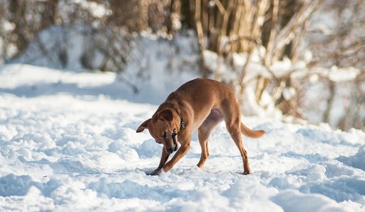 Tips for Protecting Your Pets During the Winter