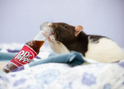 Soft drink fizzy mouse lab test began doctor pepper