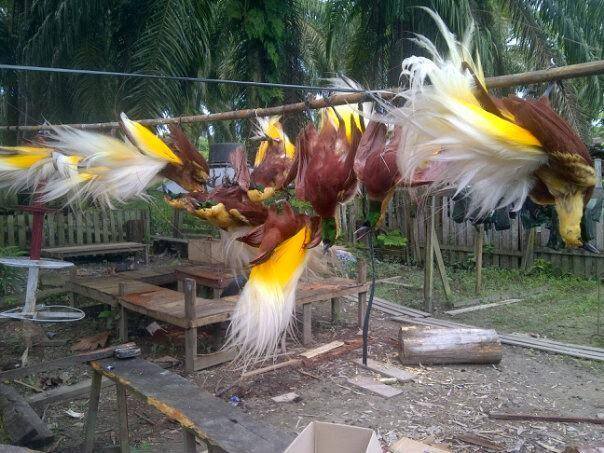  Gambar Sicantik Burung Surga Ayu Purwaningsih Gambar 