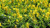Linaria vulgaris - Yellow Wildflowers