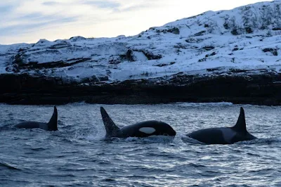 Climate change makes killer whales migrate north planet-today.com