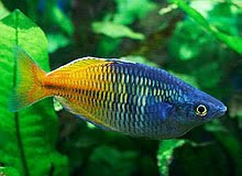 Freshwater Aquarium Fish Melanotaenia Boesemani Rainbowfishes Species