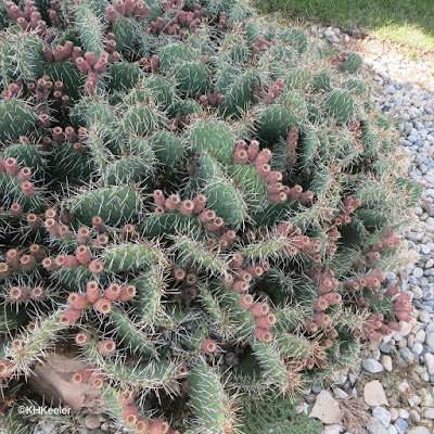 prickly pear cactus