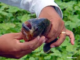 Big Piranha Fish