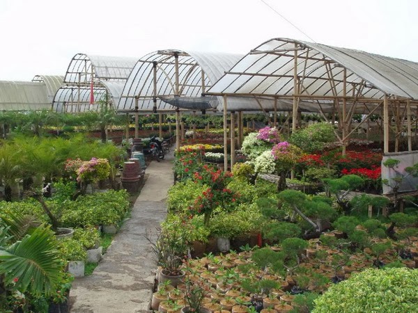  Bunga  Bunga  Nan Cantik di  Taman  Bunga  Cihideung  Bandung  