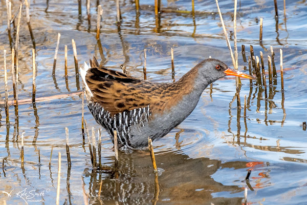 Water rail