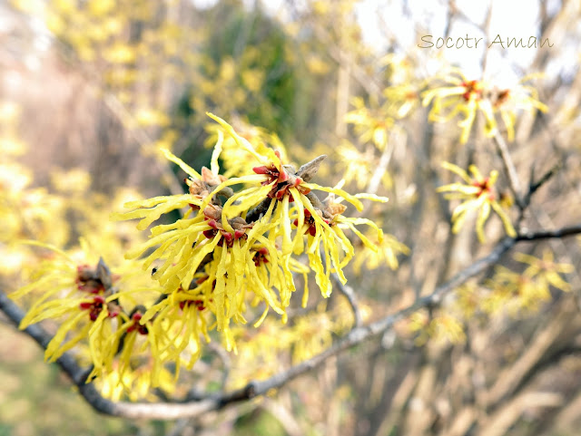 Hamamelis japonica