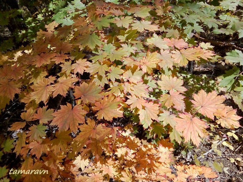 Клён ложнозибольдов (Acer pseudosieboldianum)