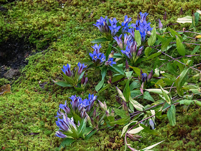 Rindo (autumn bellflower) flowers: Kaizo-ji