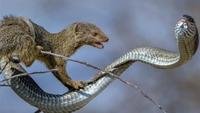 Snake and Mungoose