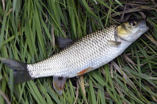 Five Aussie slang expressions I love - looking like a stunned mullet