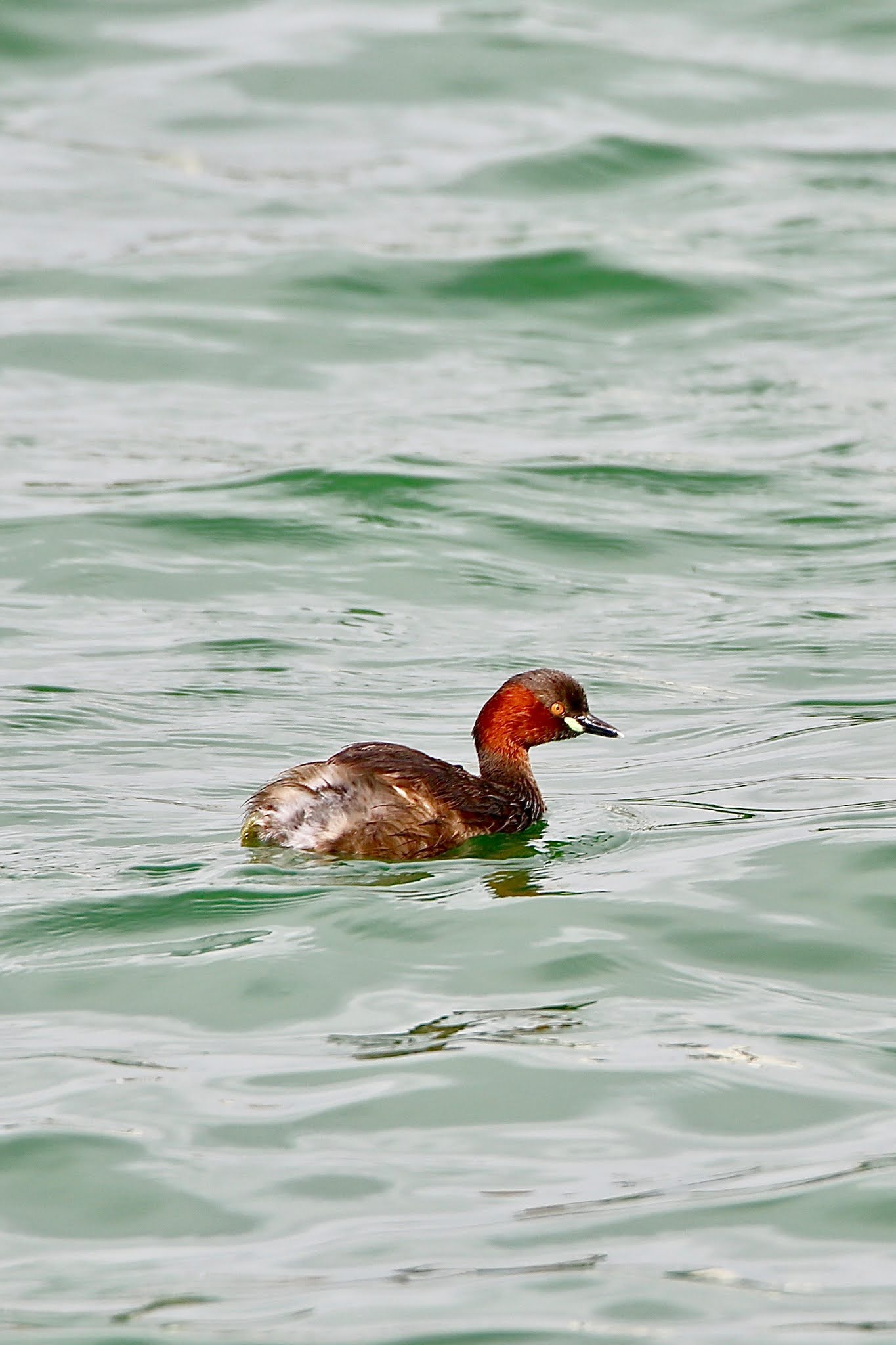 Little Grebes birds high resolution images free