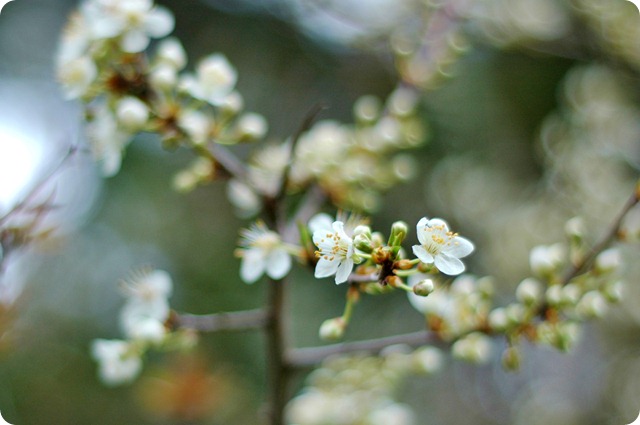 Almost Spring 012