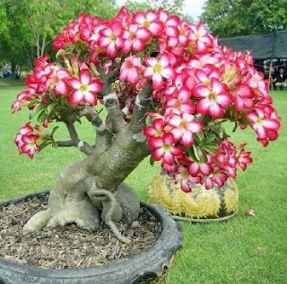 adenium-tanaman-tahan-panas