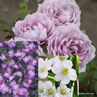the Roses – Thomas Pleier Ehe- und Partnervermittlung seit partnervermittlung the roses