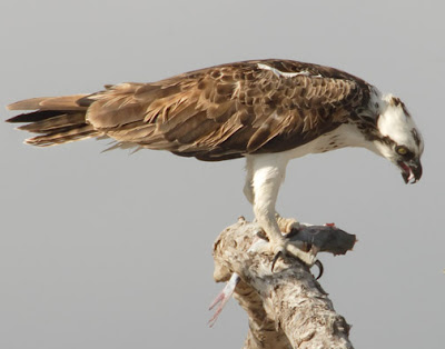 Osprey Eating Fish