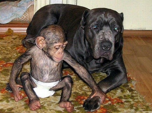 baby chimpanzee adopted by dog, cute baby chimp, dog adopted baby monkey