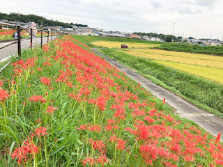 矢勝川の彼岸花と黄金の稲穂 愛知県半田市