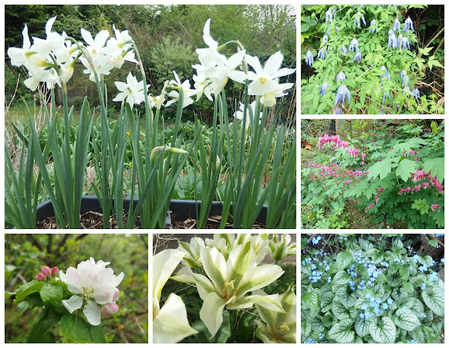 Six flowers which are looking good in my garden during 2017's National Gardening Week