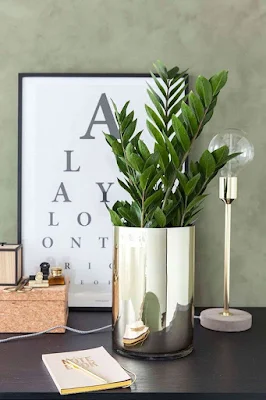 Como utilizar plantas na decoração de interiores