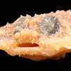 Halieutichthys