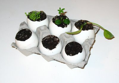 Eggshell Planter (13) 3