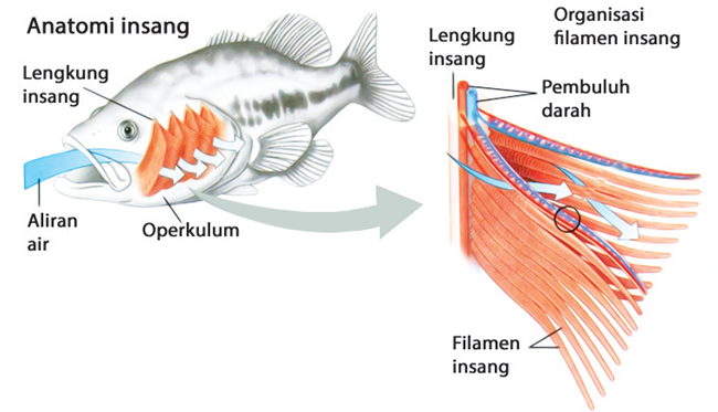  Nama  Organ  Gerak  Ikan  Dan  Fungsinya 