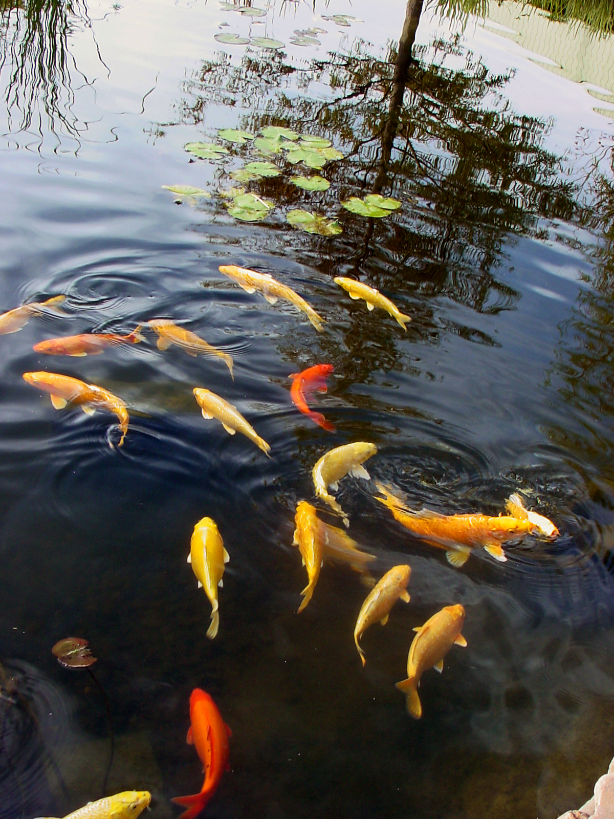 Picture of the koi fish in a lake.