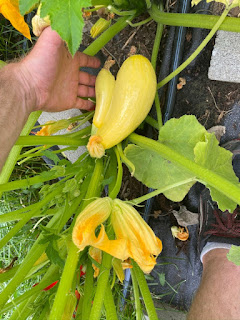 Siamese Yellow Squash