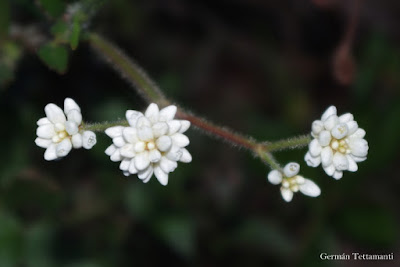 Polygonum stelligerum