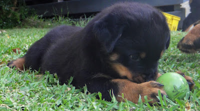  Puppy Class