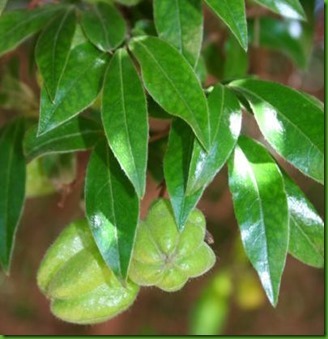 Bladder Nut_thumb[1]