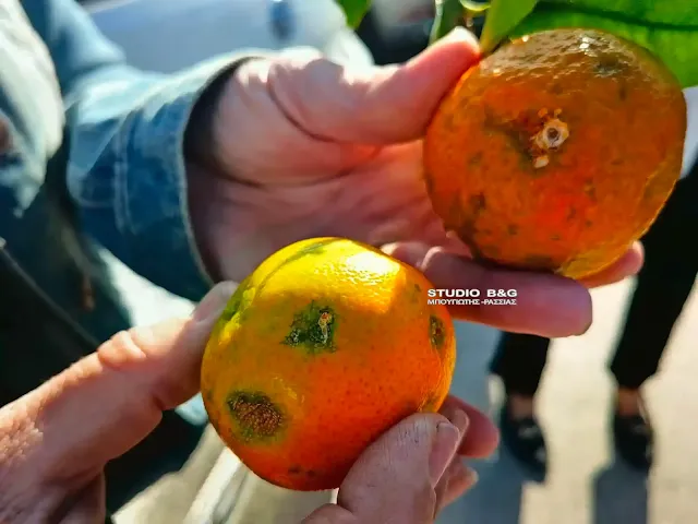 Χαλαζόπληκτα πορτοκάλια