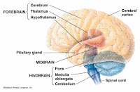 Brain Divisions3